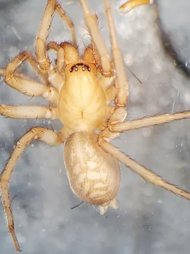 Rocky Mountain Woodland Spider