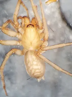 Rocky Mountain Woodland Spider thumbnail 1