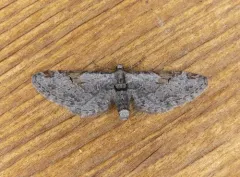 Eupithecia nevadata thumbnail 3