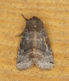 Homoglaea carbonaria thumbnail 2