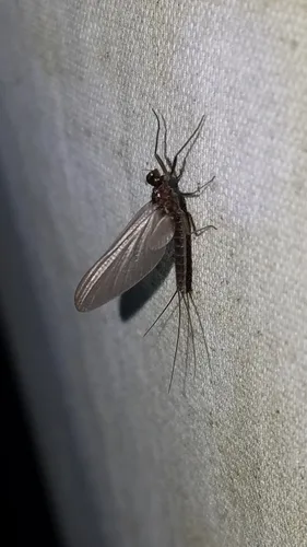 angler's prong-gilled mayfly