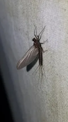 angler's prong-gilled mayfly thumbnail 1