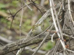 Yellow-browed Warbler thumbnail 2