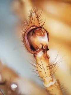 Rocky Mountain Woodland Spider thumbnail 2