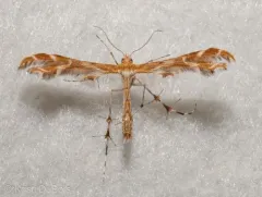 Hawkweed Plume Moth thumbnail 2