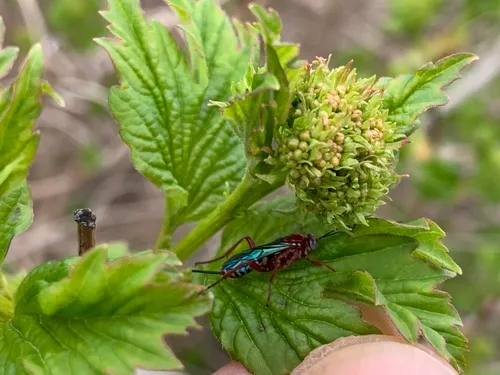 Pimpla marginella
