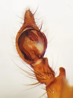 Shoshone Woodland Spider thumbnail 2