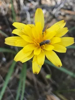 Howell's Microseris thumbnail 3