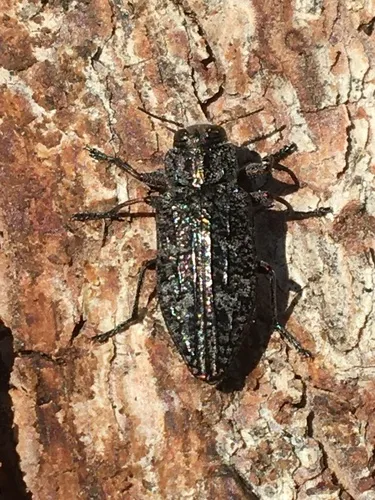 Chrysobothris caurina