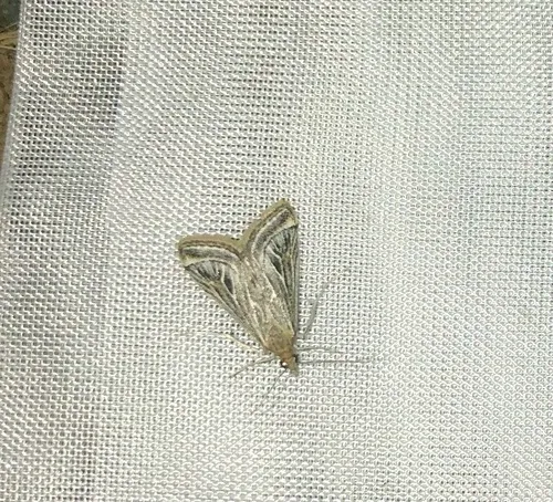 Pyrausta linealis