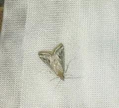 Pyrausta linealis thumbnail 1