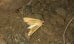 Columbia Dune Moth thumbnail 2