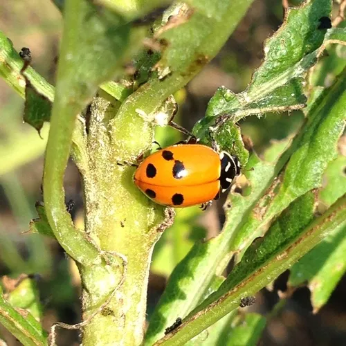 Glacial Lady Beetle