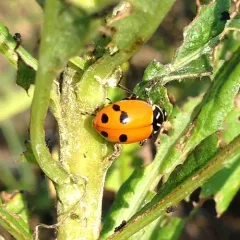 Glacial Lady Beetle thumbnail 1