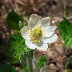 white pasqueflower thumbnail 4
