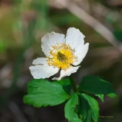 White Globeflower thumbnail 2
