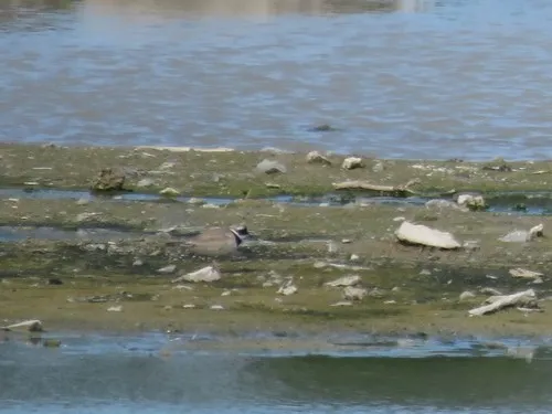 Common Ringed Plover