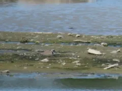 Common Ringed Plover thumbnail 1