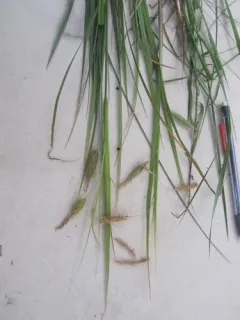 chaffy sedge thumbnail 2