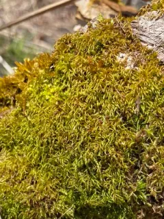 Cedar Moss thumbnail 4