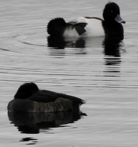 Tufted Duck