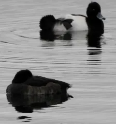 Tufted Duck thumbnail 1