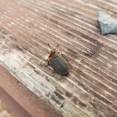 Margined Carrion Beetle thumbnail 3