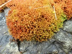 Imbribryum torenii thumbnail 1