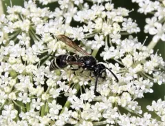 White-bordered Potter Wasp thumbnail 3