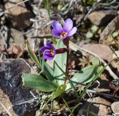 Cusick's Primrose thumbnail 3