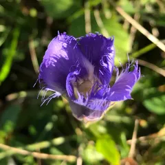 greater fringed gentian thumbnail 2