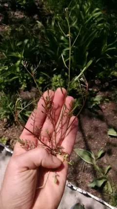 Virginia cress thumbnail 2