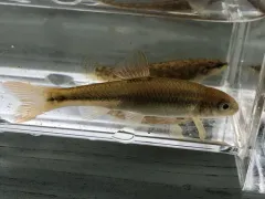Tonguetied Minnow thumbnail 2
