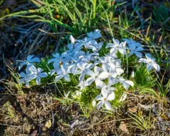 Missoula Phlox thumbnail 3