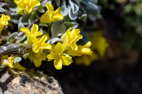 St. Marys Peak Bladderpod