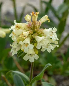 High Mountain Penstemon thumbnail 3