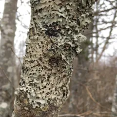 Bottlebrush Shield Lichen thumbnail 2