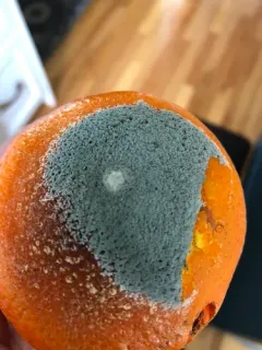 citrus blue mold thumbnail 1