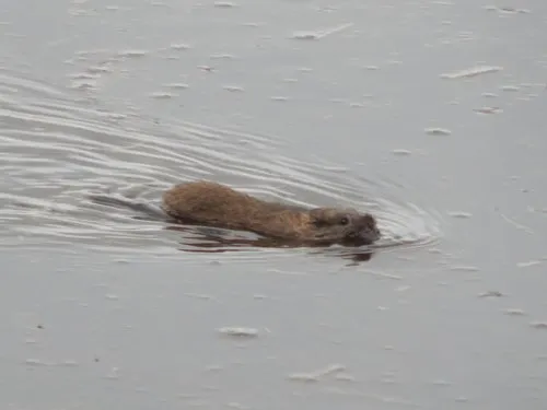Tundra Vole