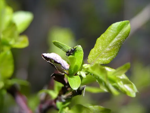 Anthocoris tomentosus