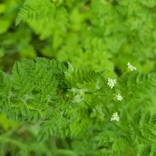 Bur Parsley