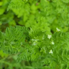 Bur Parsley thumbnail 1