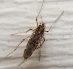 Chaoborus trivittatus thumbnail 3
