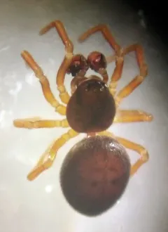 Ceratinella brunnea thumbnail 3