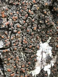 Pink-eyed Shingle Lichen thumbnail 2