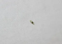 Typhlocyba transviridis thumbnail 4