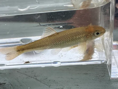 Tonguetied Minnow