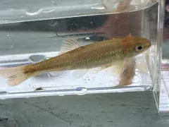 Tonguetied Minnow thumbnail 1