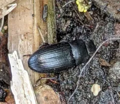 Blapstinus discolor thumbnail 2