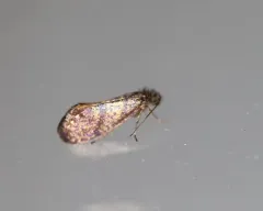 Purplish Birch-miner Moth thumbnail 3